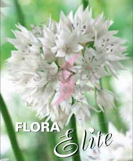 Allium Gracefull Beauty/10 ks