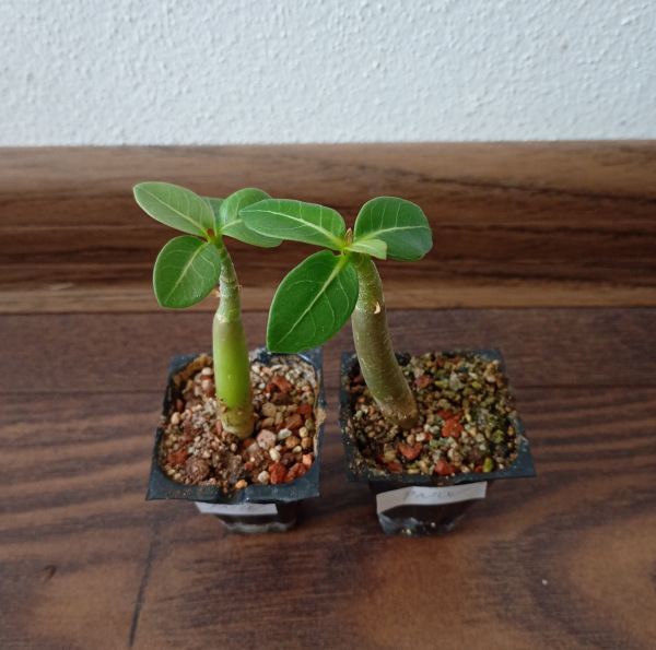 Adenium arabicum "PNW" - semenáč