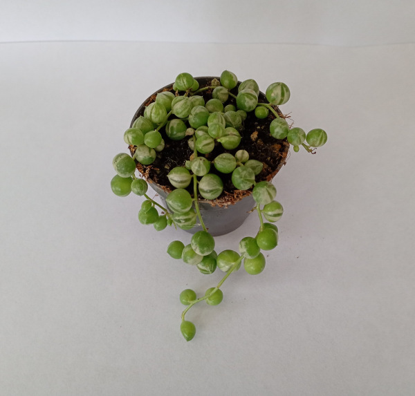 Senecio rowleyanus "Variegata"