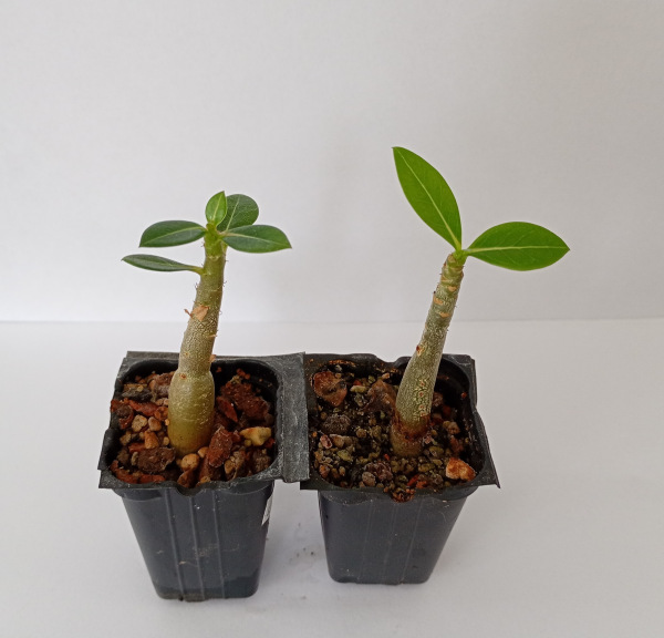 Adenium Thai Socotranum "MIX" - semenáč