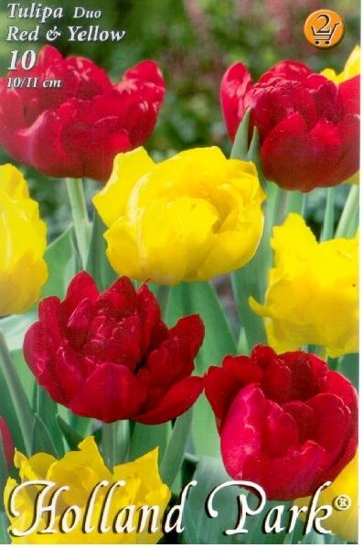 Tulipa Double Early Red & Yellow/10 ks