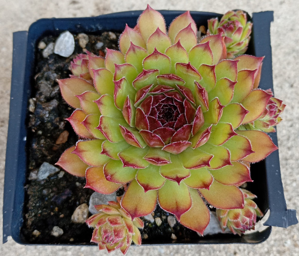 Sempervivum "Noir" 1