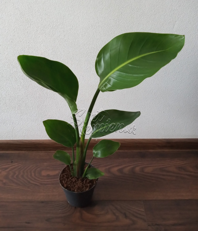 Strelitzia nicolai