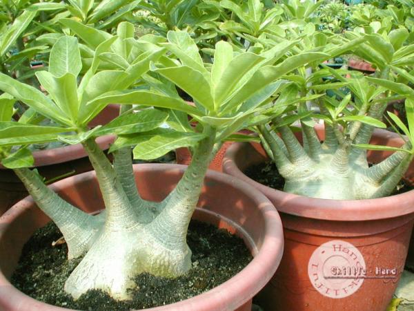 Adenium arabicum "Brazilian" 5 alebo 20 semien