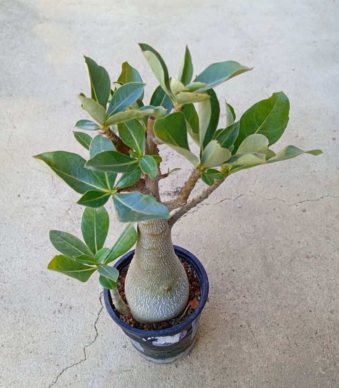 Adenium arabicum - rastlina z odrezku 3
