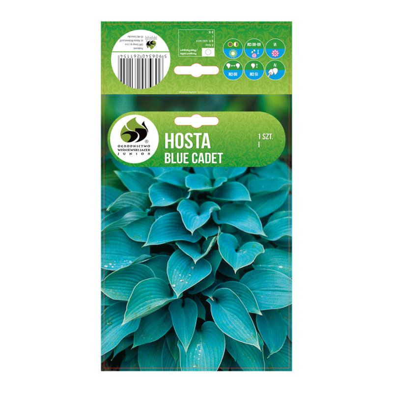 Hosta Blue Cadet/1 ks