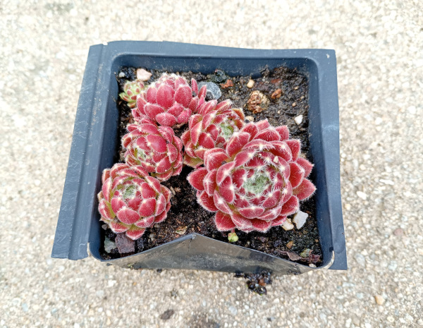 Sempervivum č. 1