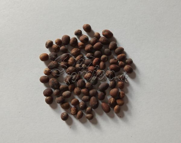 Washingtonia robusta 10 semien
