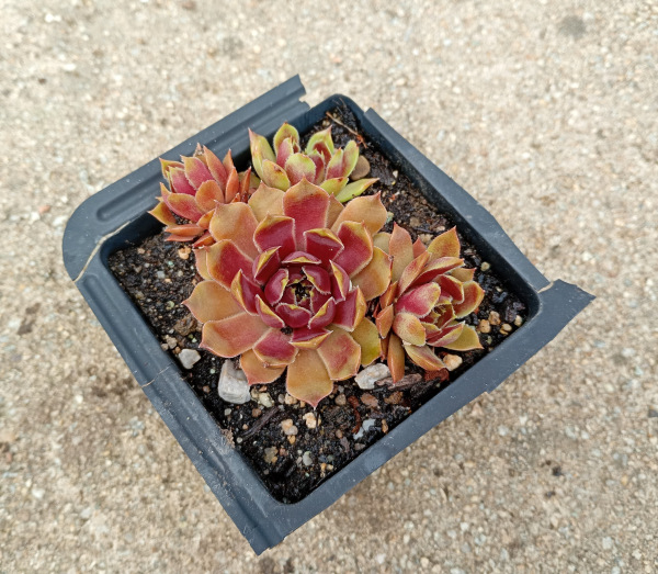 Sempervivum "Pingo"