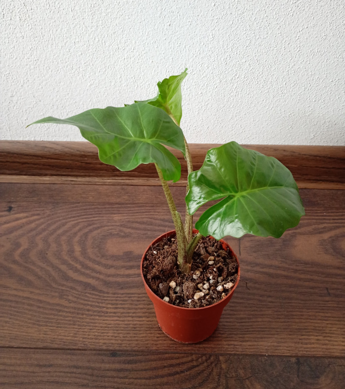 Alocasia "Low Rider"- menšia
