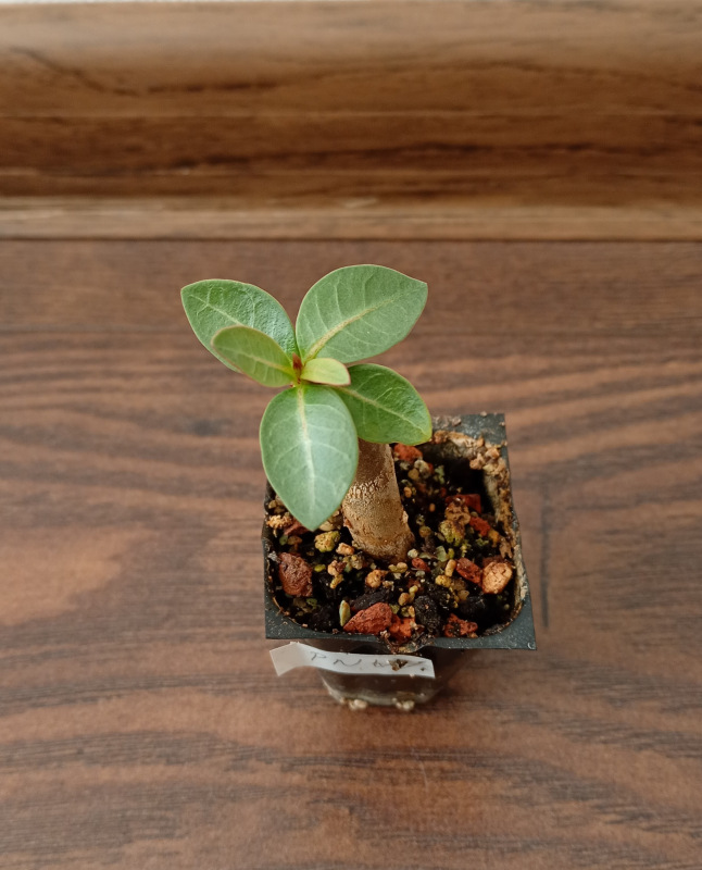 Adenium arabicum "PNW" - semenáč