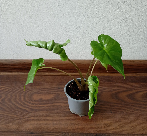 Alocasia "Low Rider"- menšia