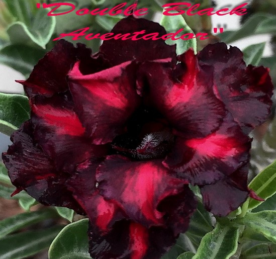 Adenium obesum "Double Black Aventador" - semenáč 1