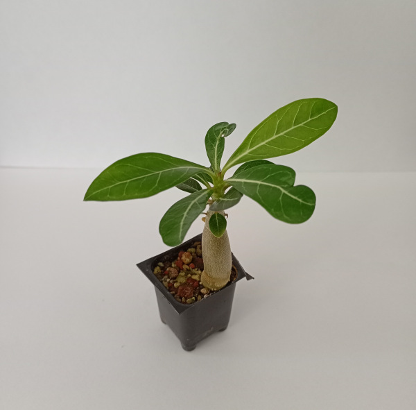 Adenium obesum "MIX" - semenáč
