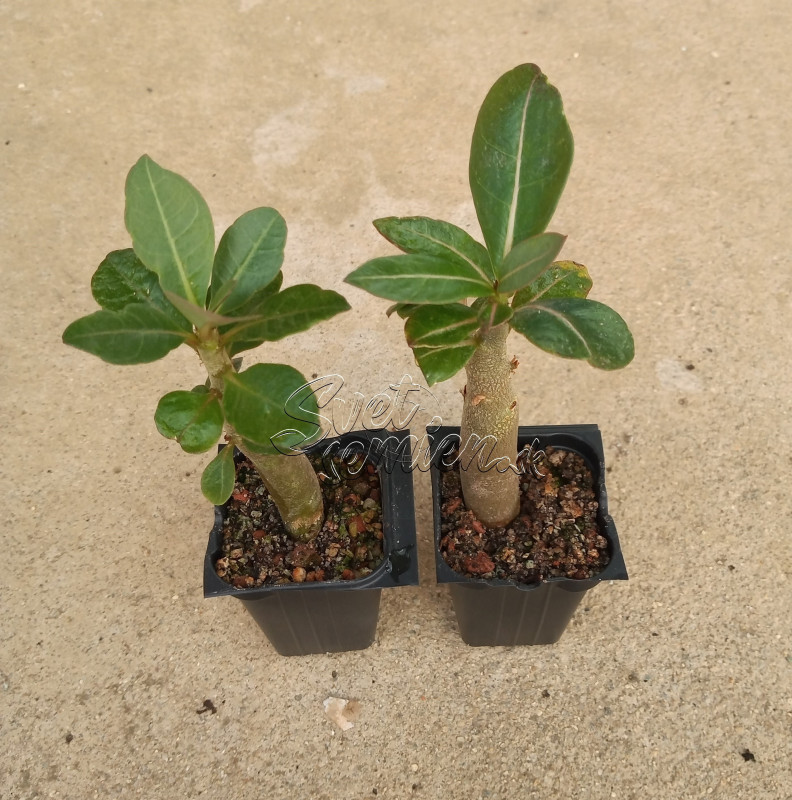 Adenium arabicum "MIX" - semenáč