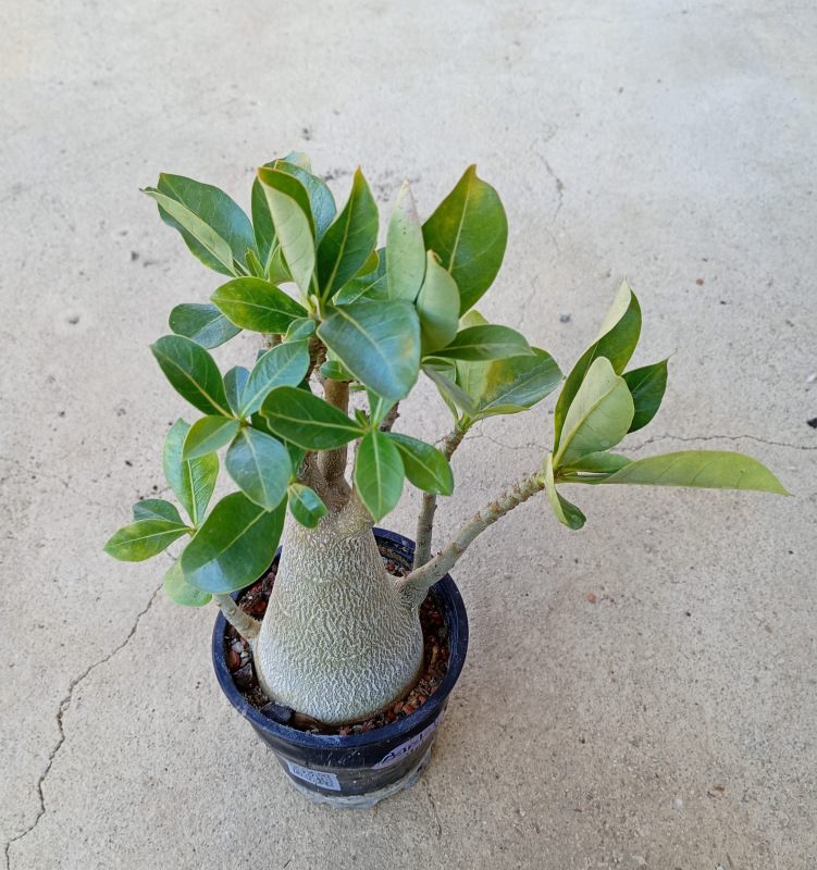 Adenium arabicum - rastlina z odrezku