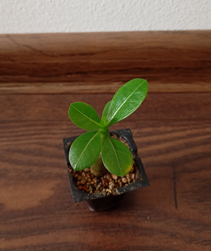 Adenium arabicum "PNW" - semenáč
