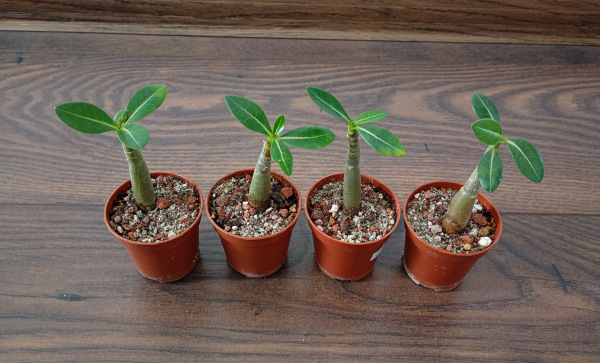 Adenium Thai Socotranum "MIX" - semenáč