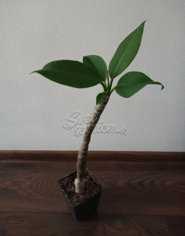 Plumeria rubra - vrúbľovaná rastlina