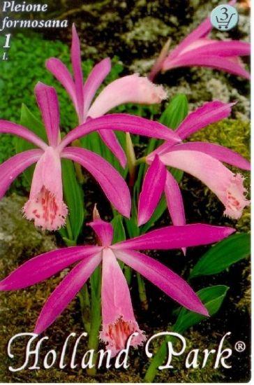 Pleione formosana