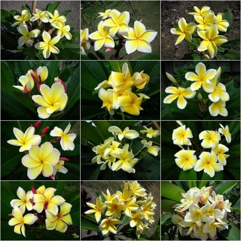 Plumeria rubra YELLOW - MIX žltých farieb - 1 rastlina