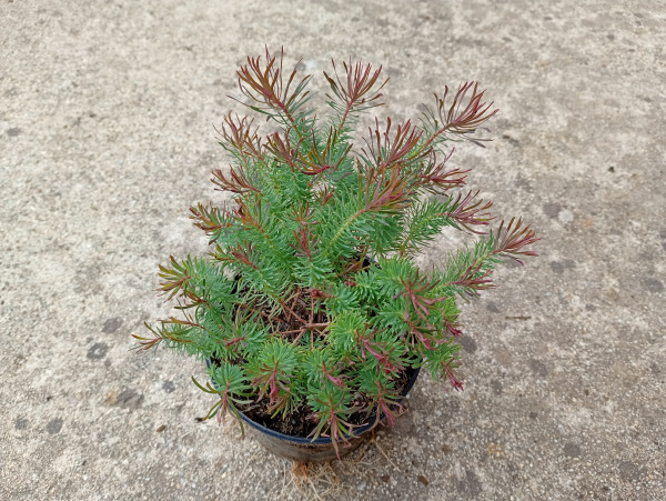 Euphorbia „Clarice Howard“ 1
