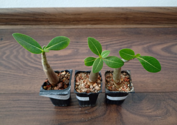 Adenium Thai Socotranum "MIX" - semenáč
