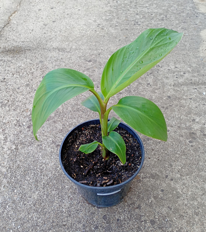 Musa sikkimensis 1