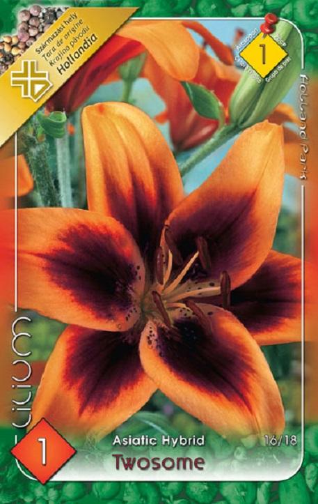 Lilium Asiatic hybrid Twosome/1 ks