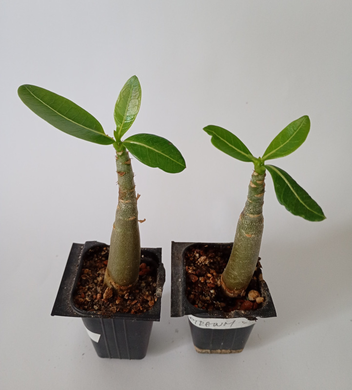 Adenium Thai Socotranum "MIX" - semenáč