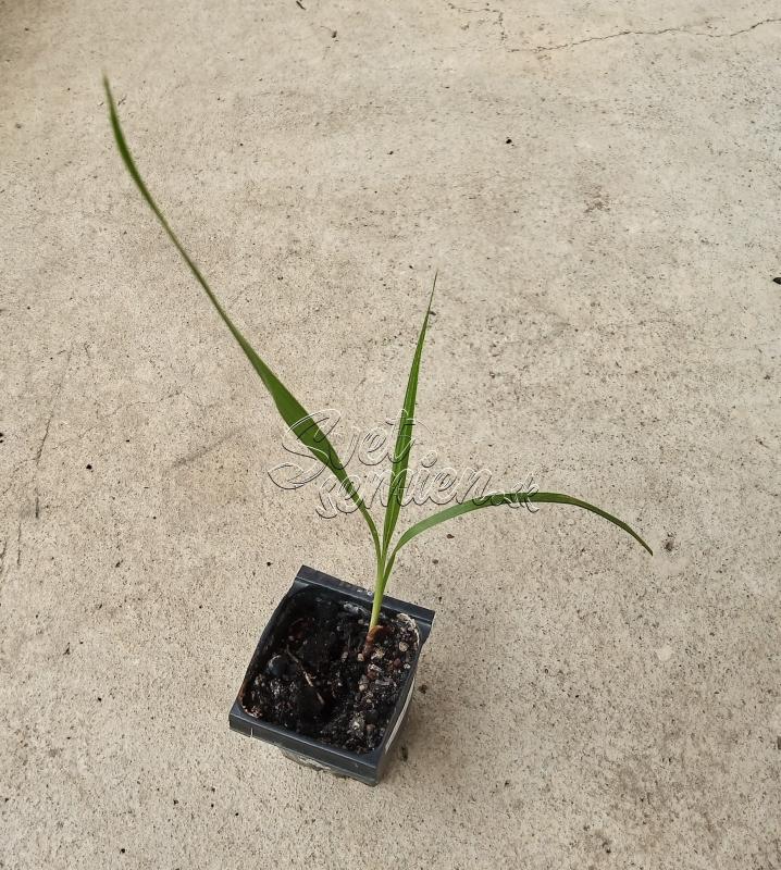 Washingtonia filifera