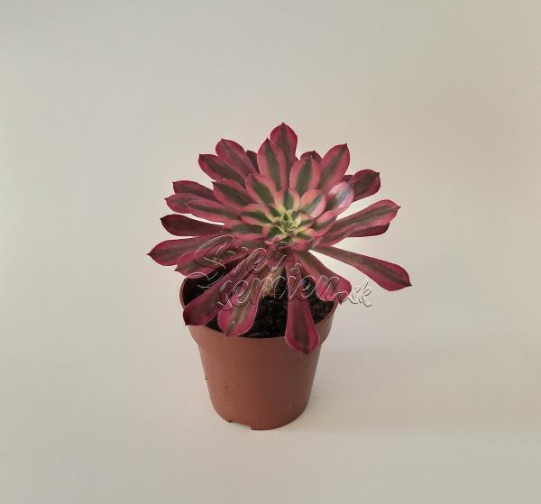 Aeonium "Red Cooper"