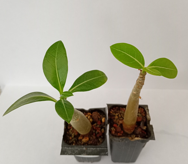 Adenium Thai Socotranum "MIX" - semenáč