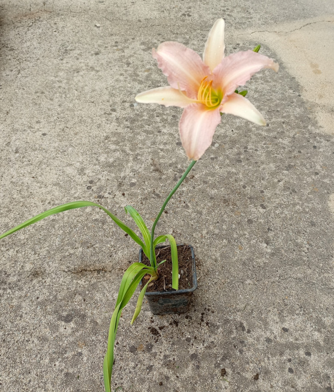 Hemerocallis (Ľaliovka) svetloružová 1