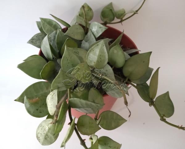 Hoya krohniana "Eskimo" 1