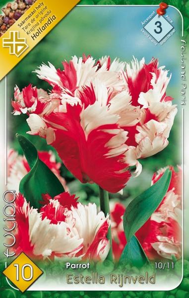 Tulipa Parrot Estella Rijnveld/10 ks