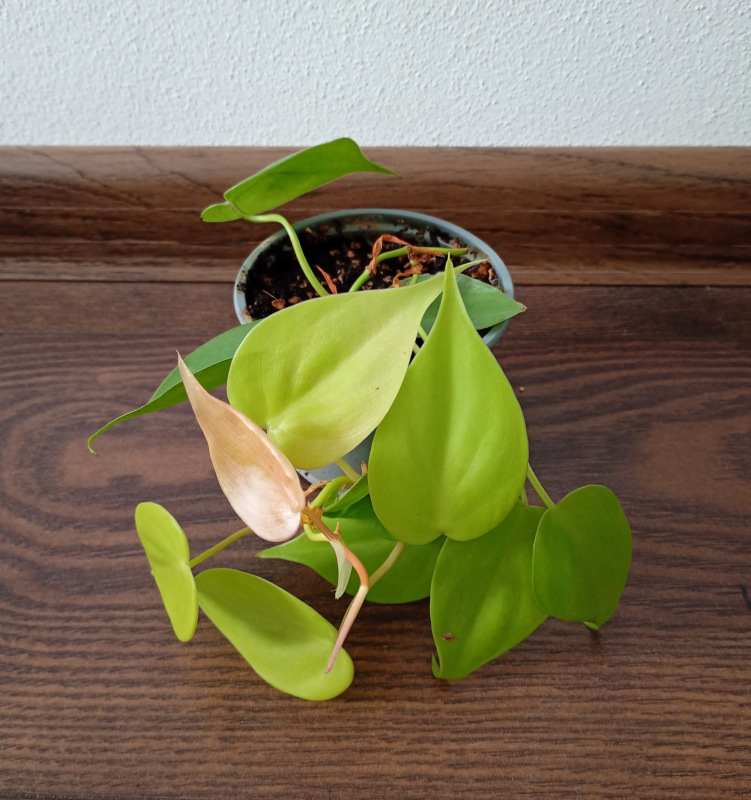 Philodendron "Neon"