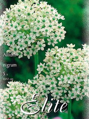 Allium nigrum/5 ks