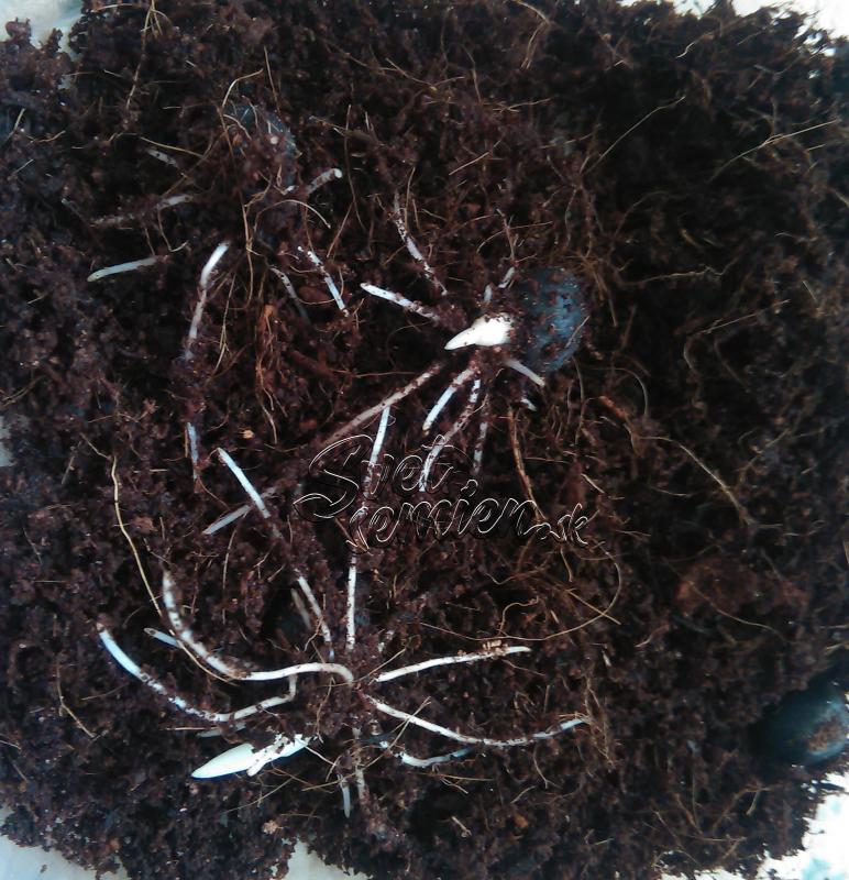 Ensete ventricosum 10 semien
