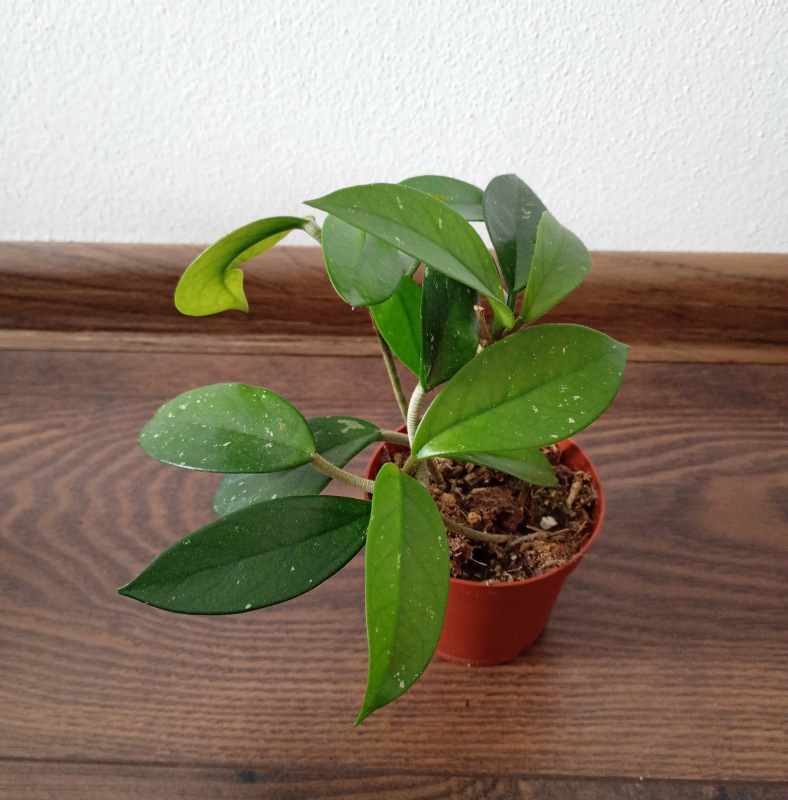 Hoya carnosa