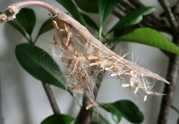 Pachypodium rosulatum 3