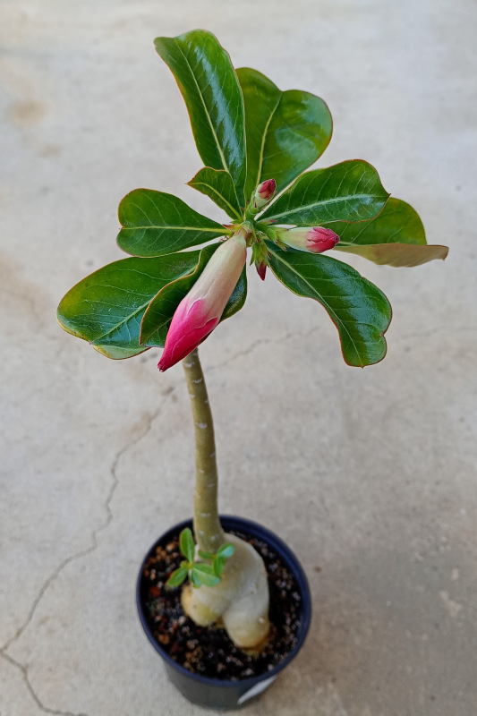 Adenium obesum - semenáč (ružový kvet)