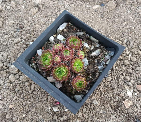 Sempervivum "Aglaga"
