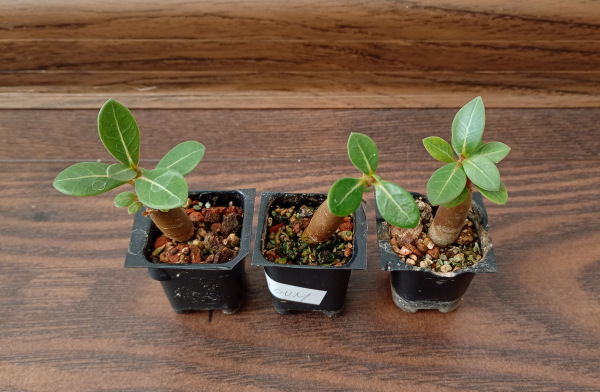 Adenium arabicum "MIX" - semenáč
