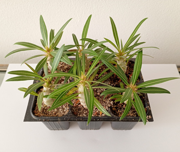 Pachypodium rosulatum 4