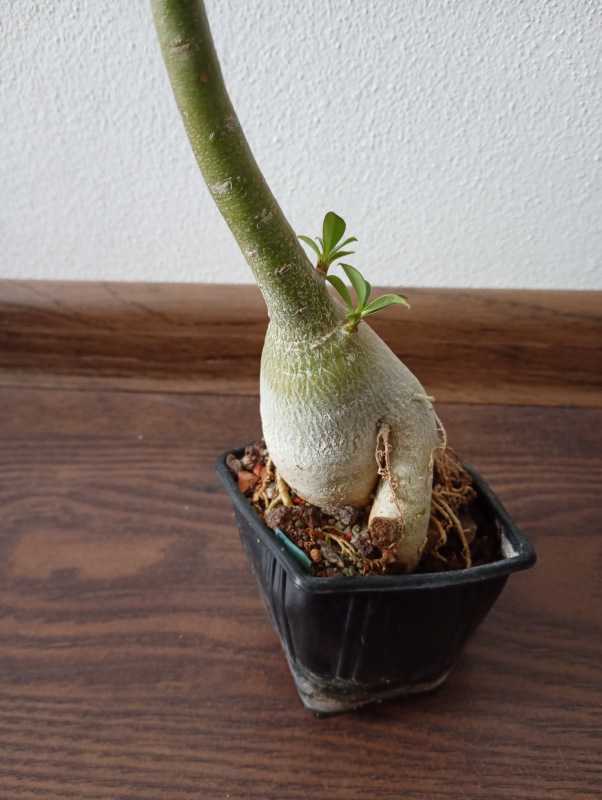 Adenium obesum - semenáč kvitnúci 2