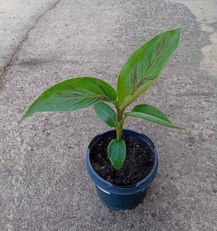 Musa sikkimensis