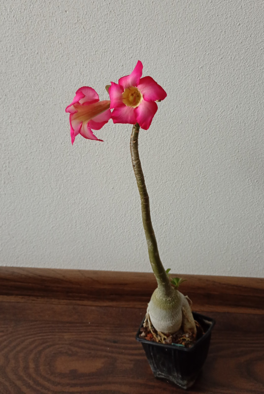 Adenium obesum - semenáč kvitnúci