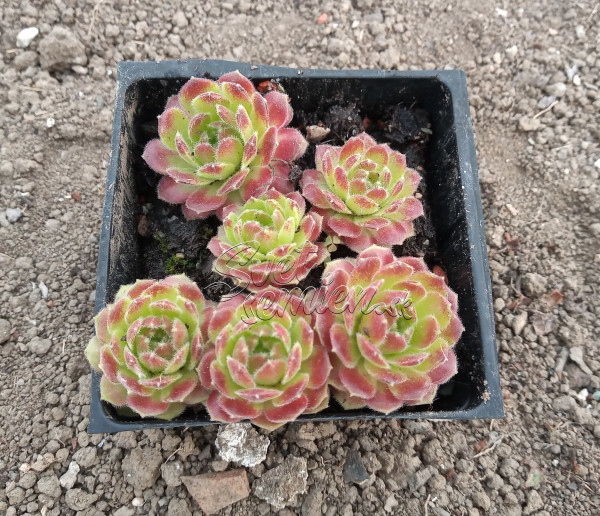 Sempervivum "Hot Boyz"