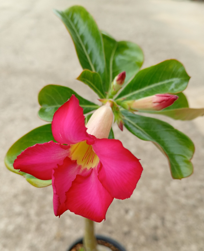 Adenium obesum - semenáč (ružový kvet) 2
